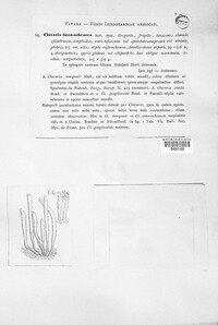 Clavulinopsis luteo-ochracea image
